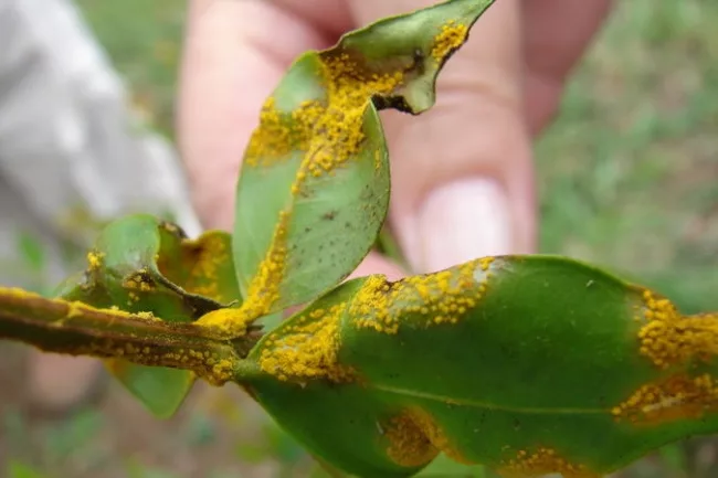 Myrtle Rust