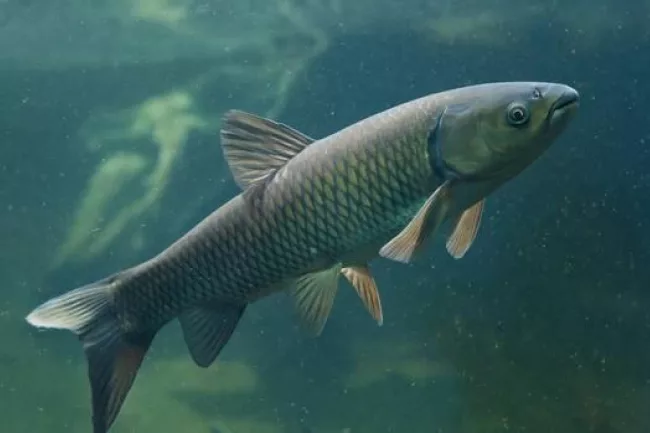 Grass Carp