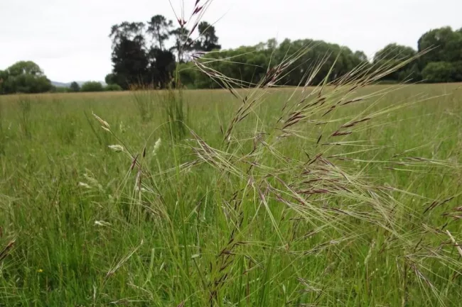 Chilean Needle Grass