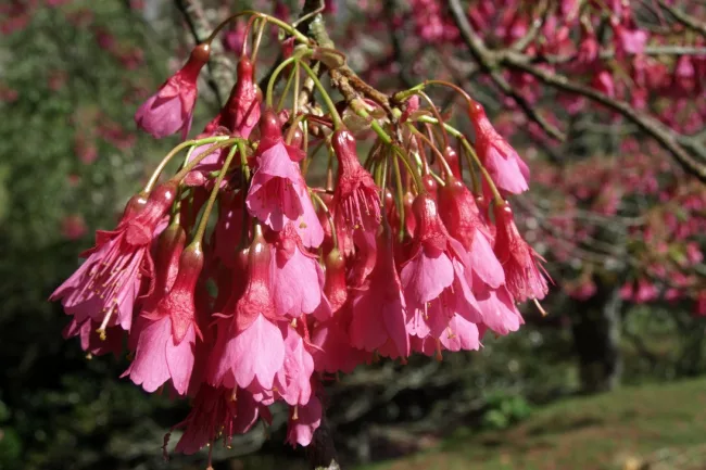 Prunus campanulata 'Superba'