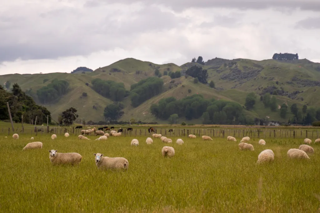 An image of some sheep in a field, with a mountain range in the background and overcast skies.