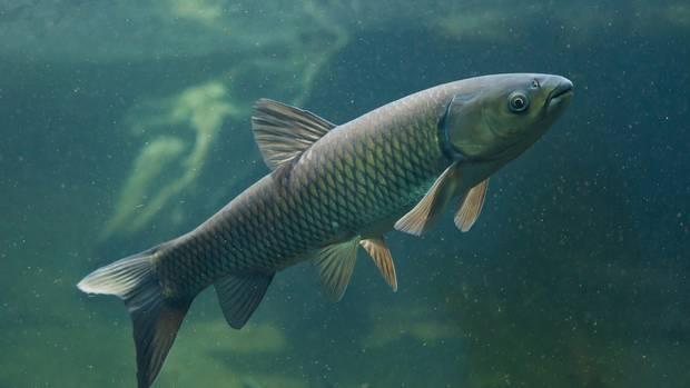 carp grass rdc applied dudding potentially doc release lake rangitikei listen