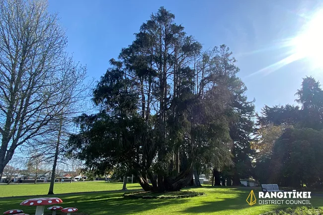 Queens Memorial Tree Removal News Image