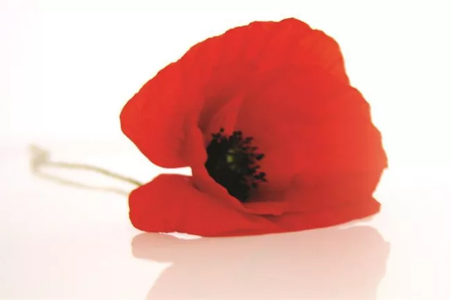 Anzac Poppy