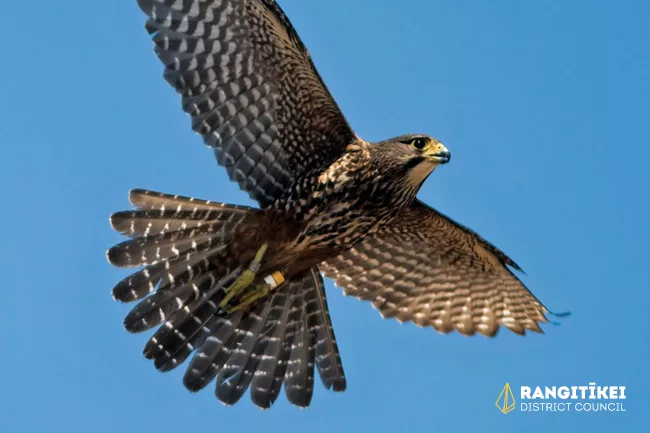 NZ Falcon News Image