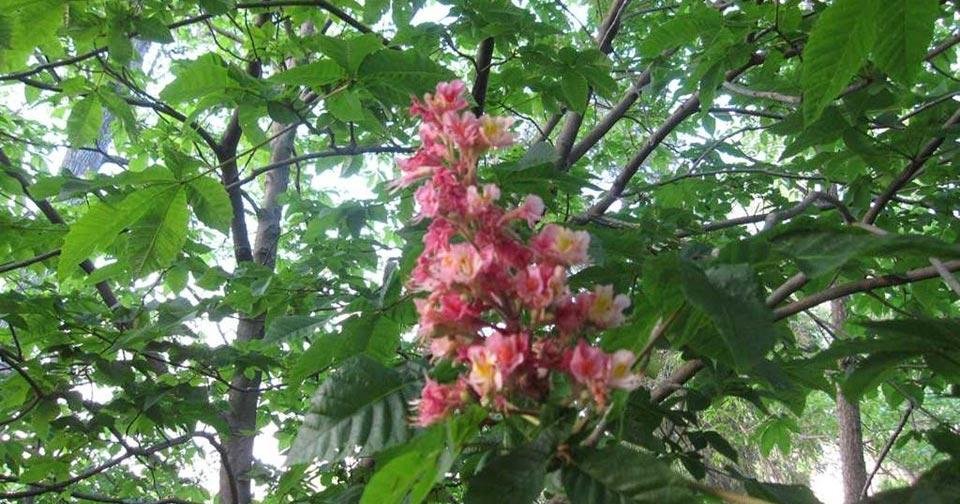 Red chestnut on Marton main street Nov 2018 in flower